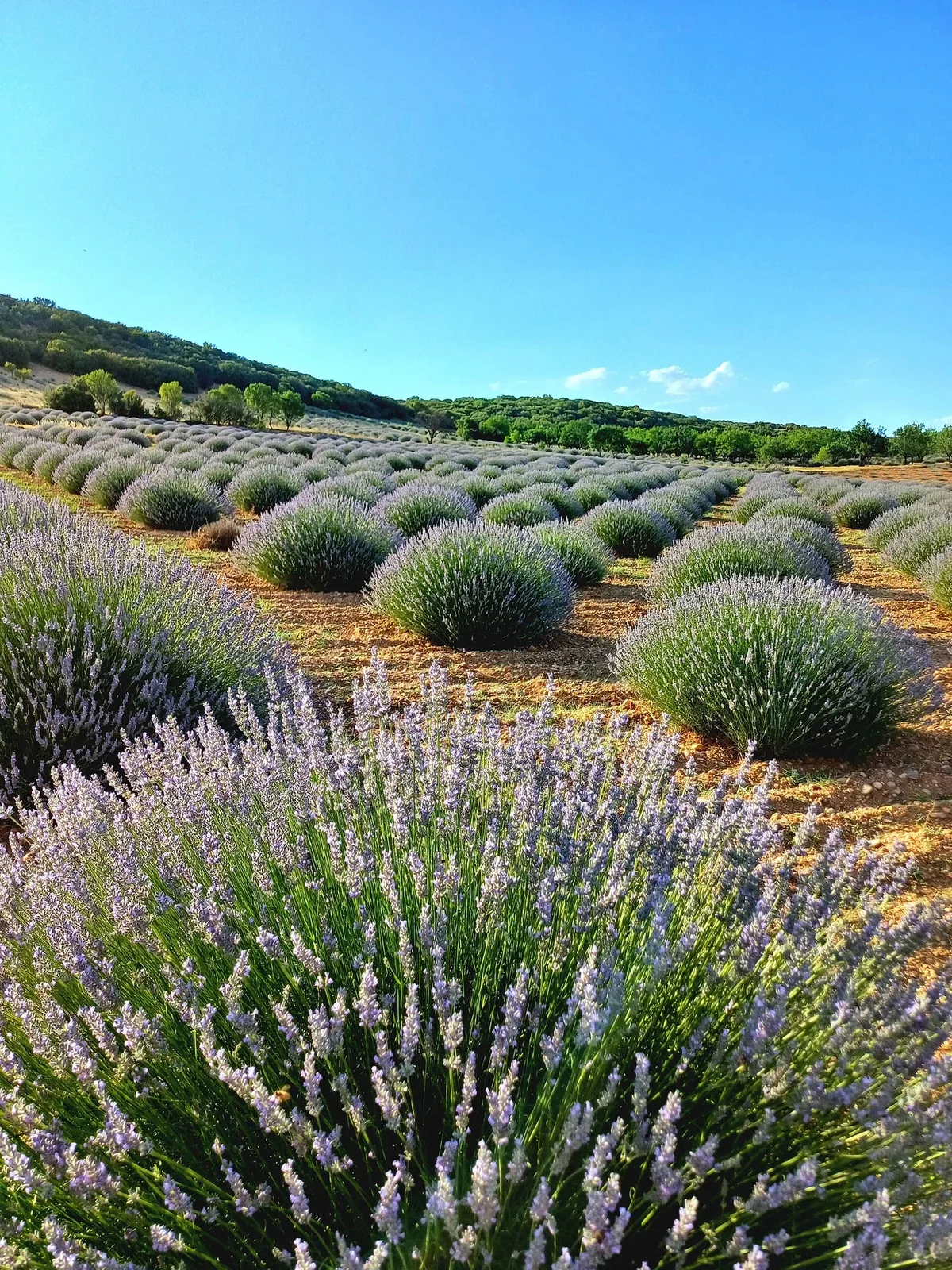 viaje de la cosecha de lavanda y lagos desde Kayseri ruta imagen 4